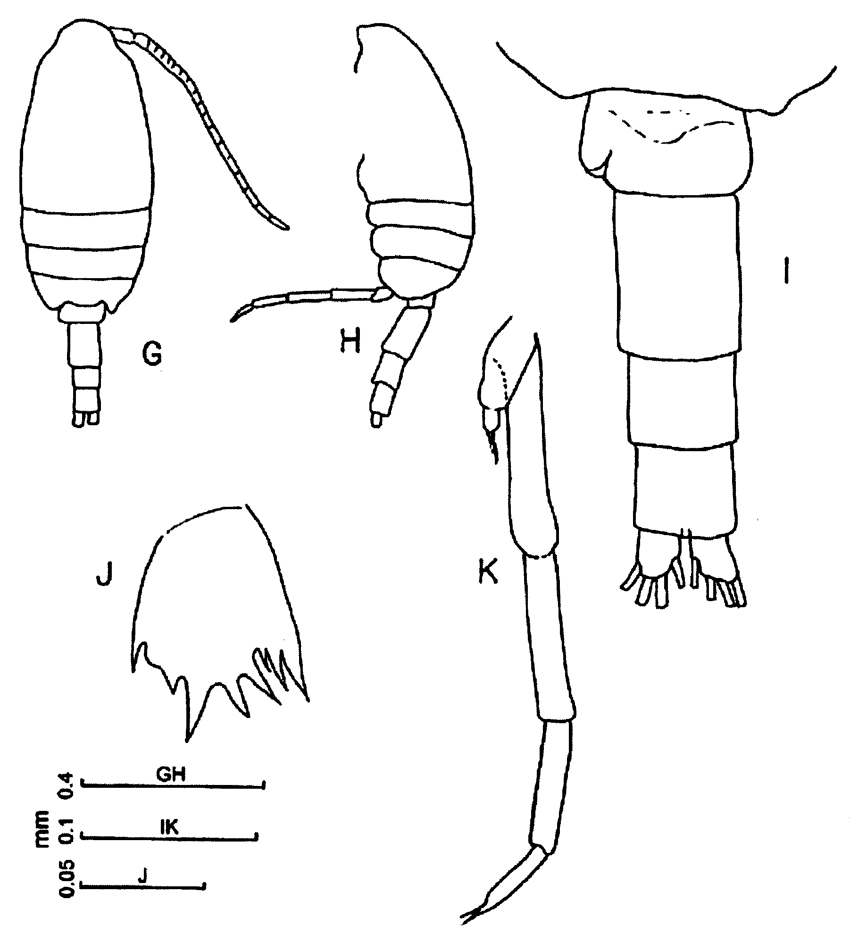 Species Clausocalanus minor - Plate 15 of morphological figures