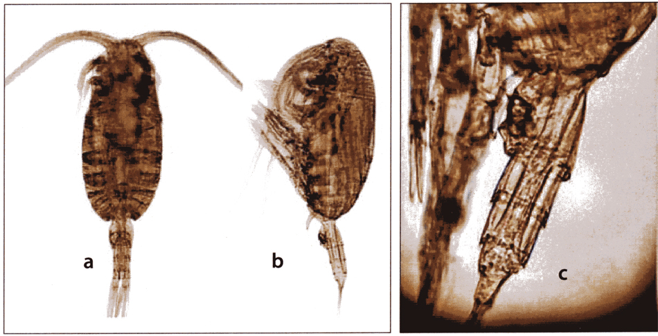 Espce Clausocalanus minor - Planche 13 de figures morphologiques