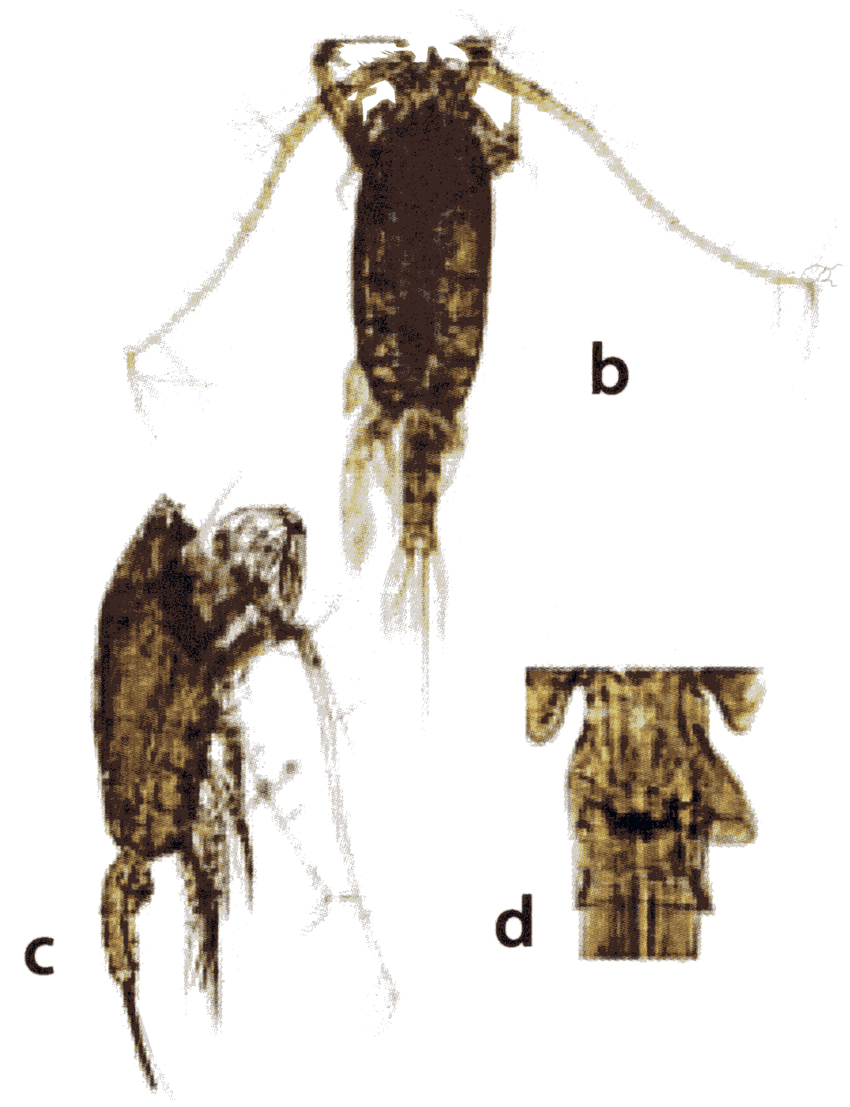Species Euchaeta concinna - Plate 16 of morphological figures
