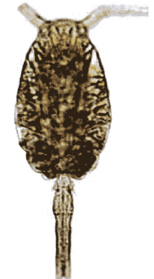 Species Oithona sp. - Plate 4 of morphological figures