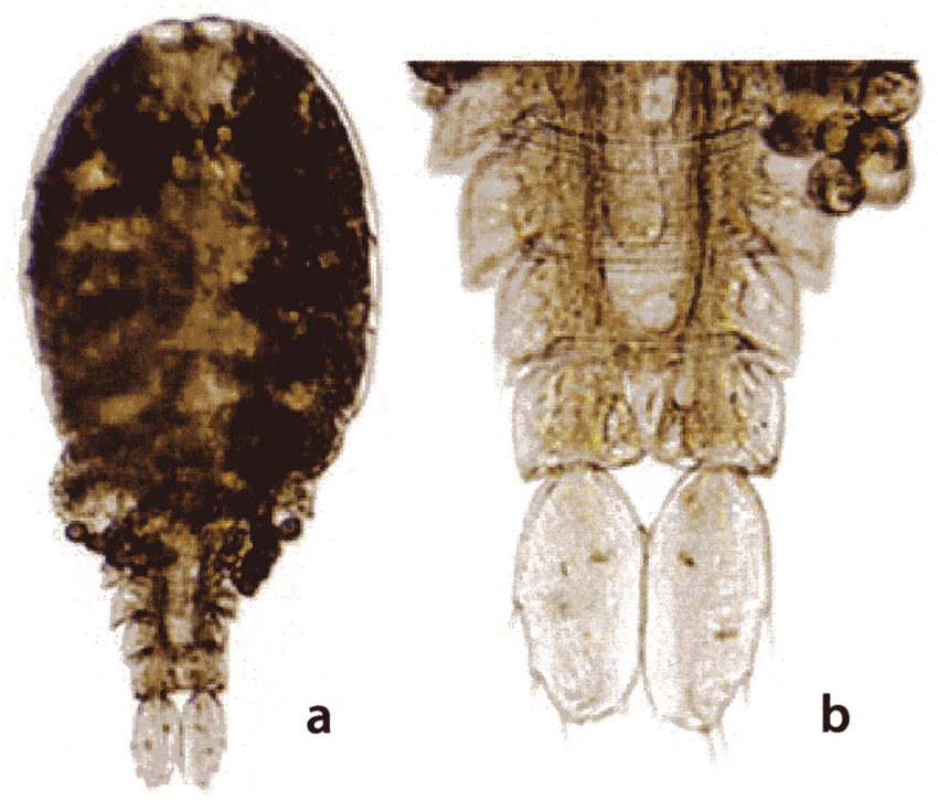 Species Sapphirina nigromaculata - Plate 24 of morphological figures