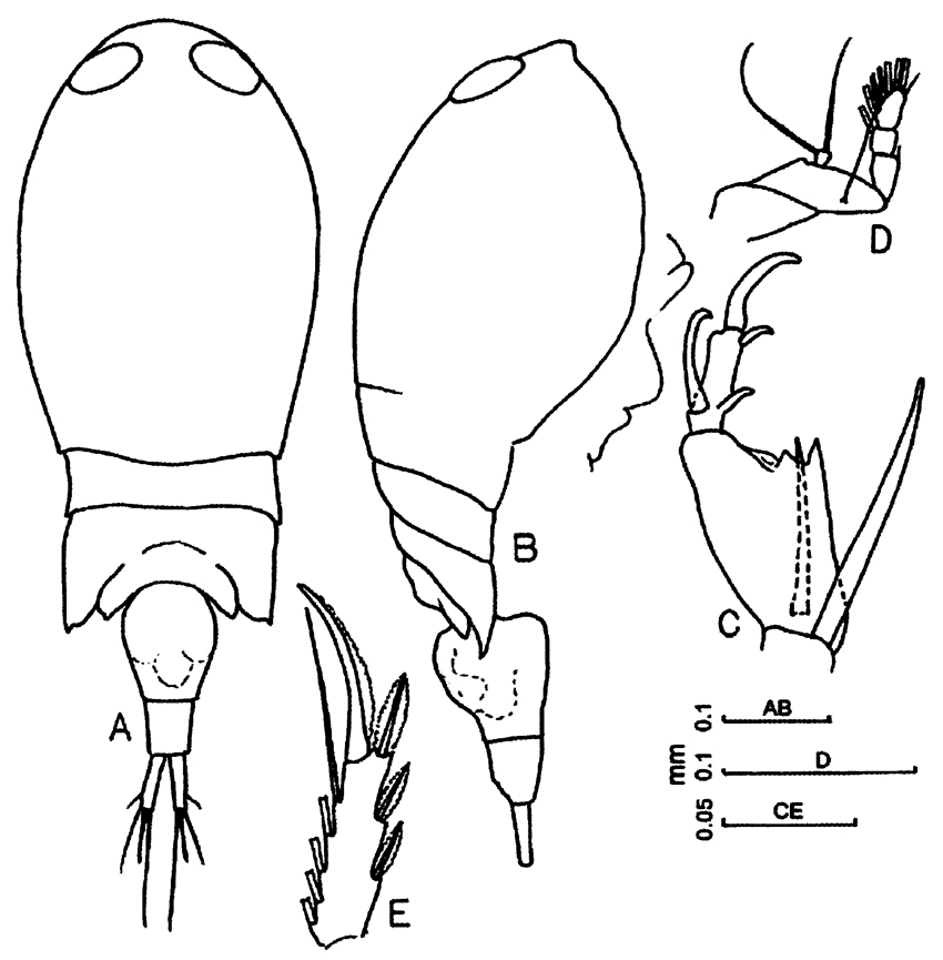 Species Corycaeus (Ditrichocorycaeus) andrewsi - Plate 14 of morphological figures