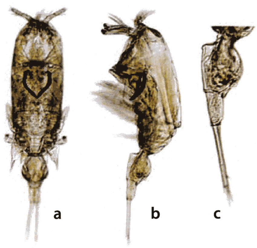 Espèce Corycaeus (Ditrichocorycaeus) dahli - Planche 14 de figures morphologiques