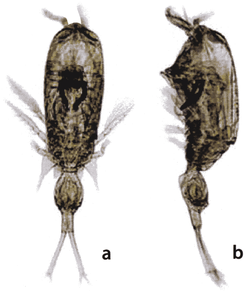 Species Corycaeus (Ditrichocorycaeus) lubbocki - Plate 6 of morphological figures