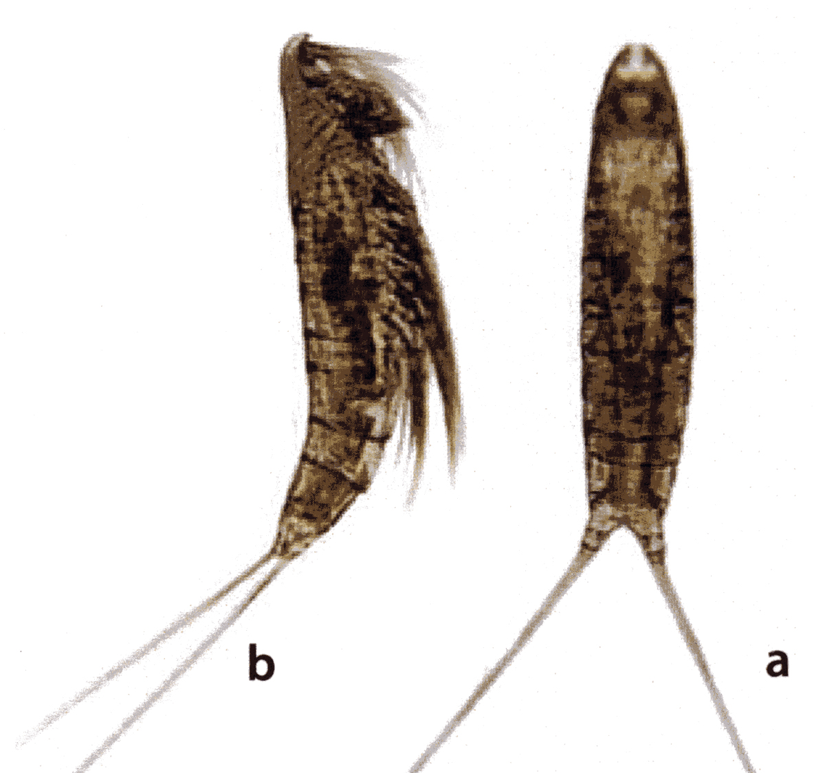 Species Microsetella sp. - Plate 2 of morphological figures