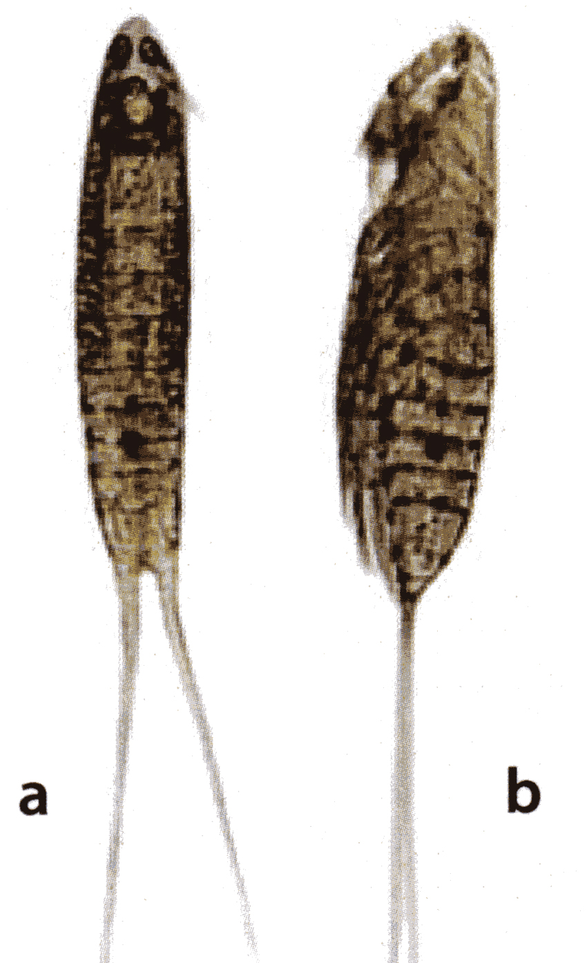 Species Microsetella sp. - Plate 3 of morphological figures