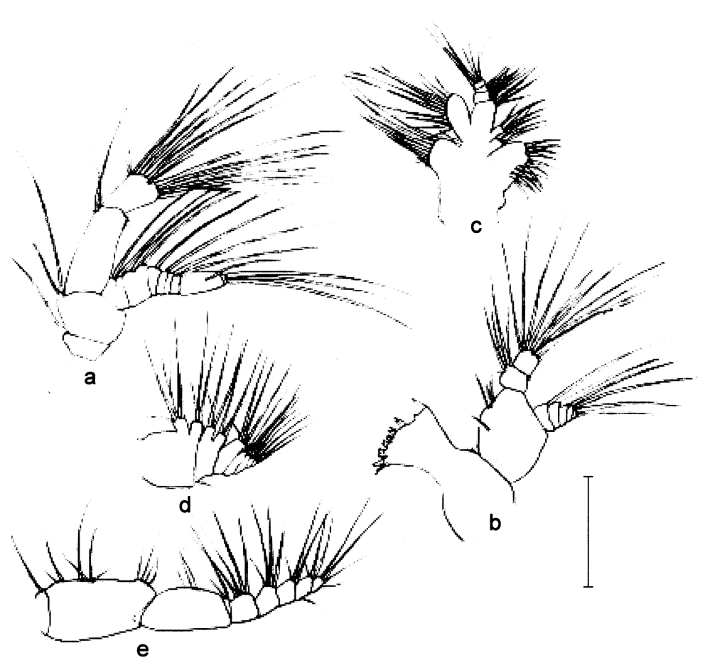 Espce Calanus jashnovi - Planche 11 de figures morphologiques