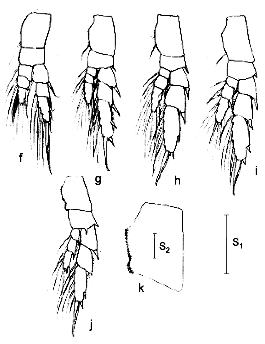 Species Calanus jashnovi - Plate 12 of morphological figures