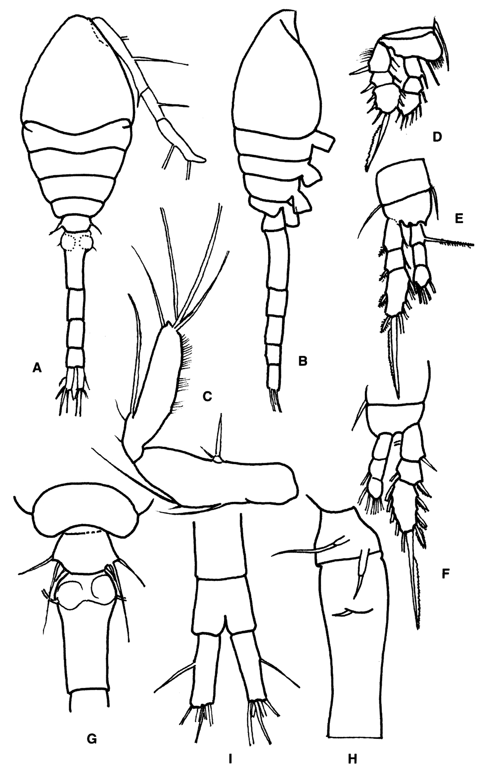 Species Dioithona minuta - Plate 4 of morphological figures