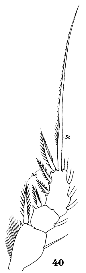 Species Oithona linearis - Plate 2 of morphological figures