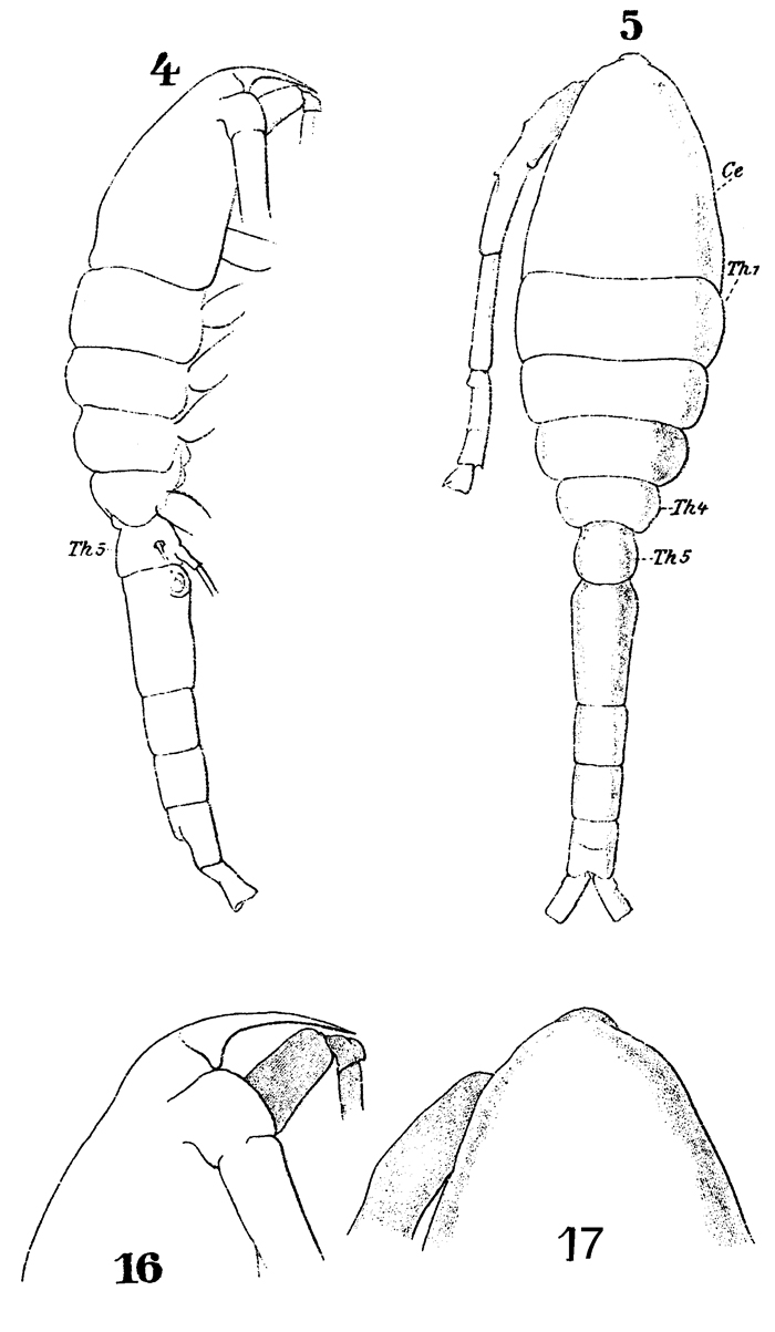 Species Oithona robusta - Plate 7 of morphological figures