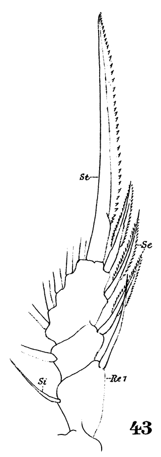 Espèce Oithona robusta - Planche 9 de figures morphologiques