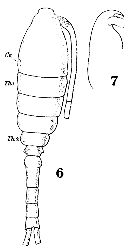 Espce Oithona brevicornis - Planche 25 de figures morphologiques