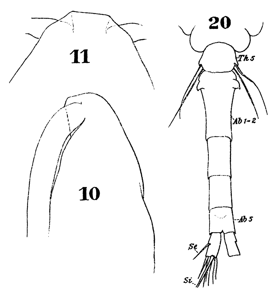 Espce Oithona nana - Planche 19 de figures morphologiques