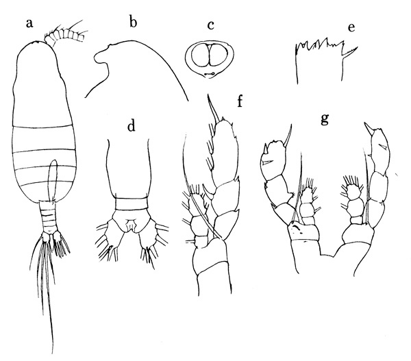 Espce Euaugaptilus nodifrons - Planche 1 de figures morphologiques