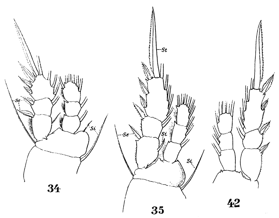 Species Oithona nana - Plate 21 of morphological figures
