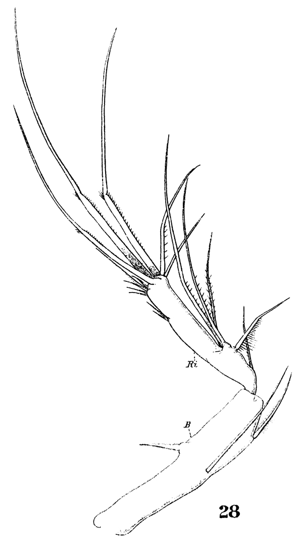 Espce Oithona plumifera - Planche 16 de figures morphologiques
