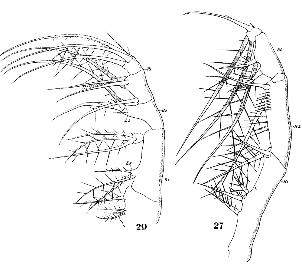 Espèce Oithona plumifera - Planche 19 de figures morphologiques