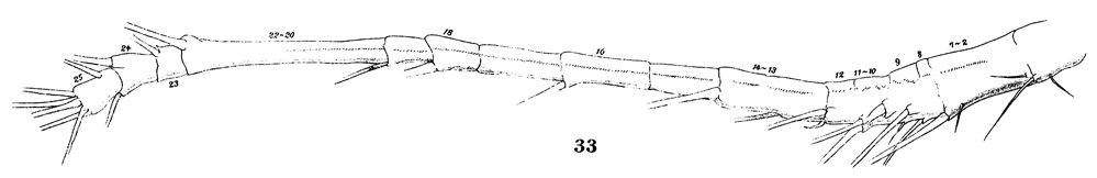 Espèce Oithona plumifera - Planche 15 de figures morphologiques