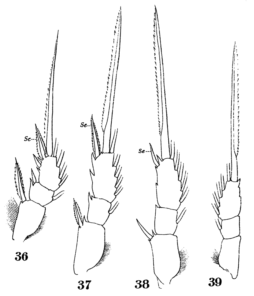 Espèce Oithona similis-Group - Planche 24 de figures morphologiques