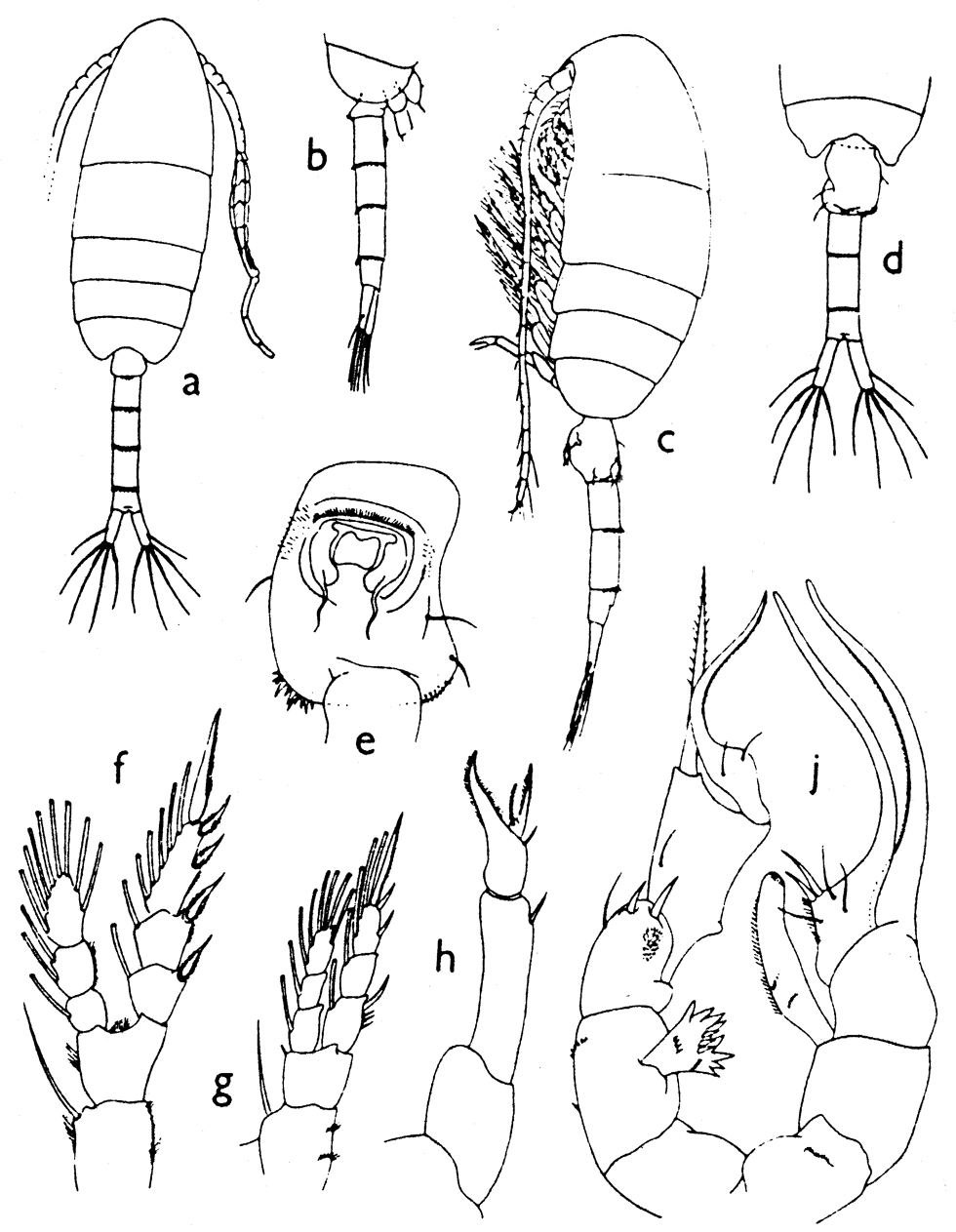 Species Pseudodiaptomus serricaudatus - Plate 8 of morphological figures