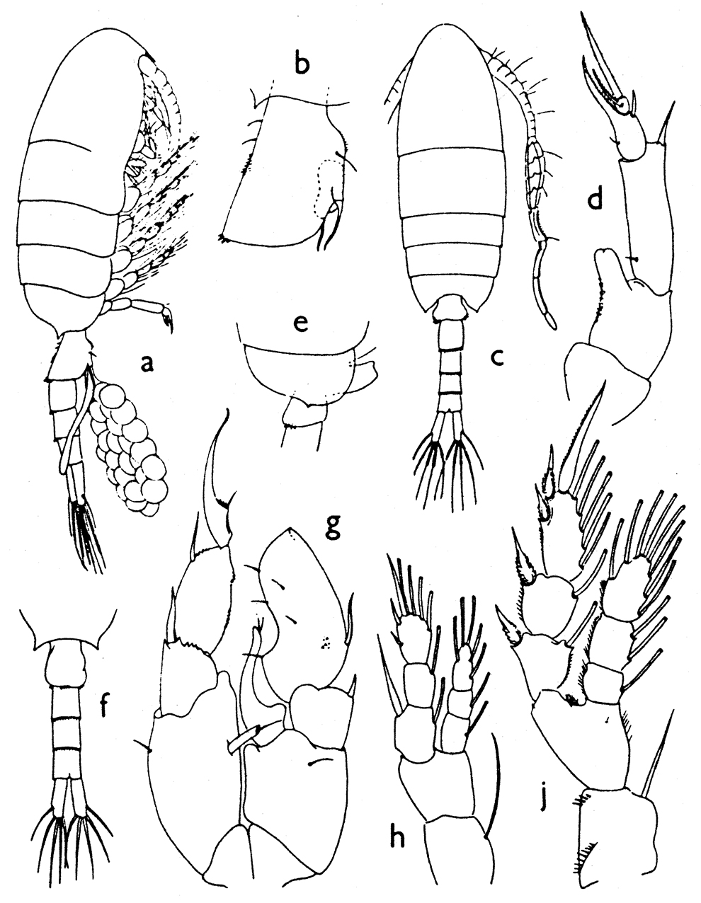 Espèce Pseudodiaptomus stuhlmanni - Planche 1 de figures morphologiques