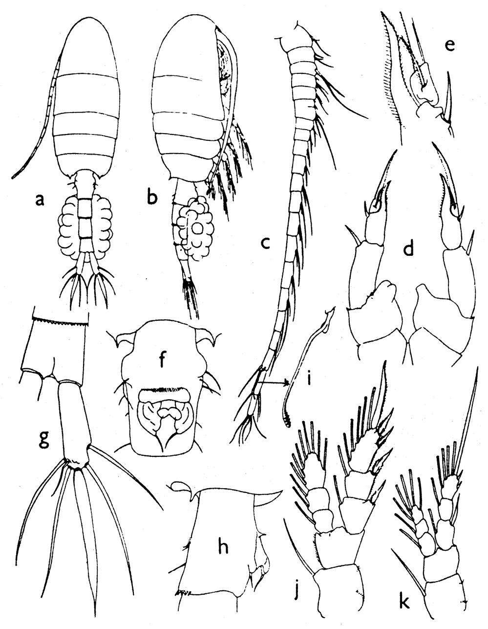 Espèce Pseudodiaptomus hessei - Planche 1 de figures morphologiques