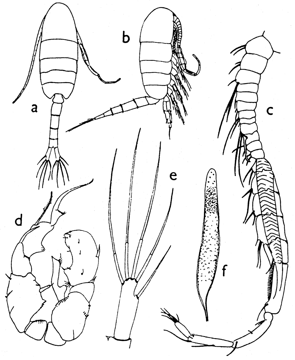 Espèce Pseudodiaptomus hessei - Planche 5 de figures morphologiques