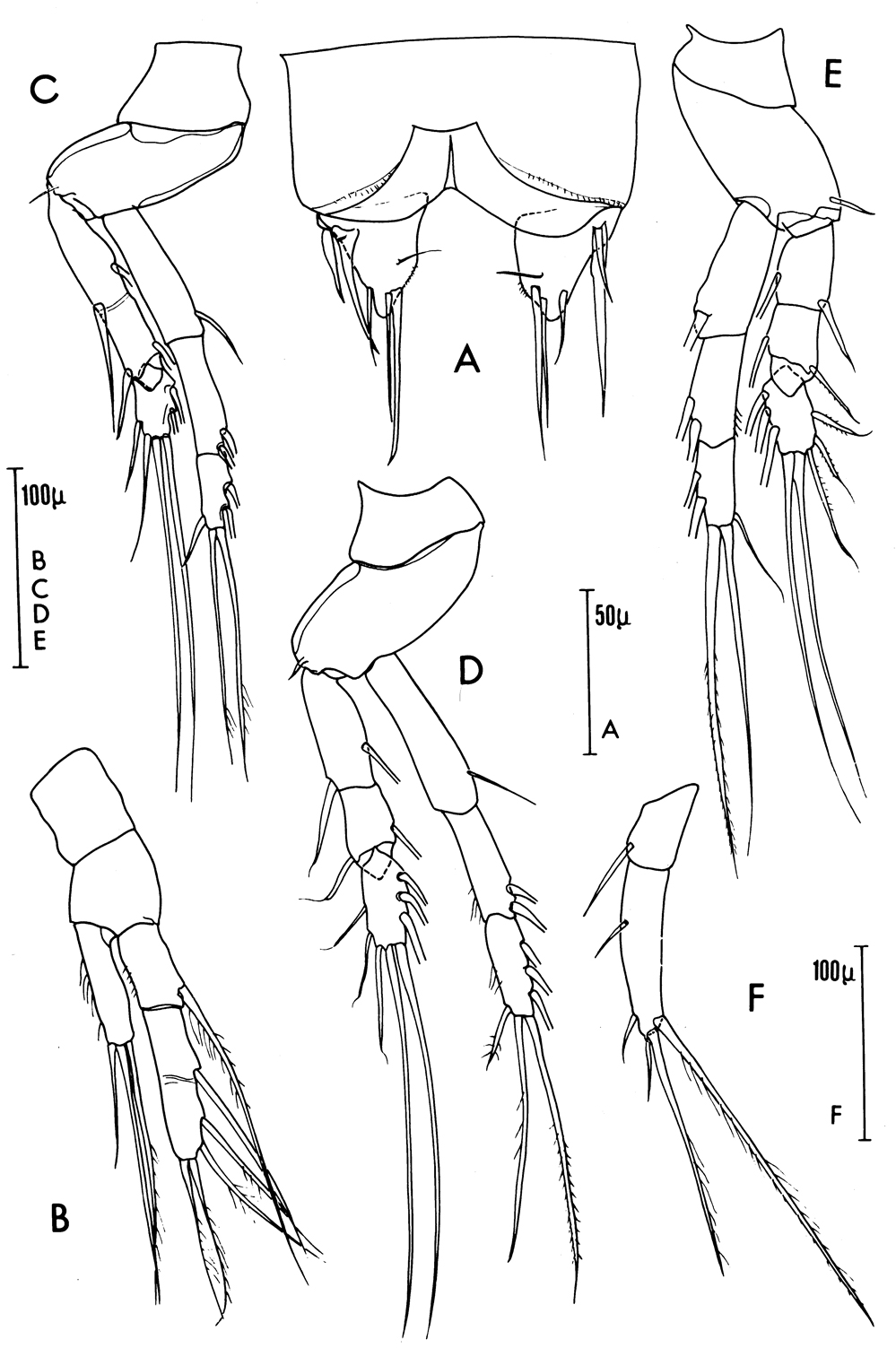 Species Goniopsyllus clausi - Plate 12 of morphological figures