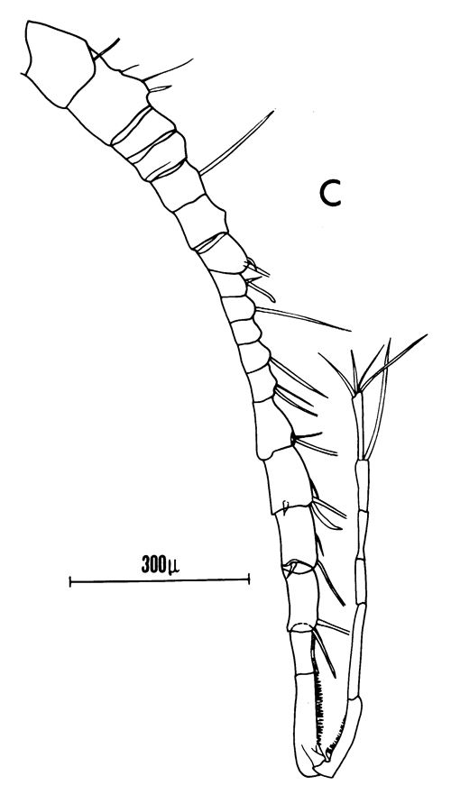 Espèce Candacia varicans - Planche 2 de figures morphologiques