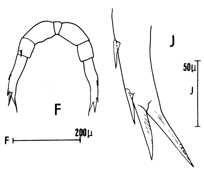 Espce Candacia varicans - Planche 3 de figures morphologiques