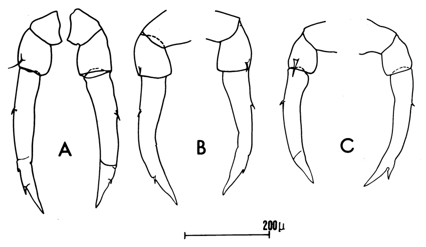 Species Candacia armata - Plate 5 of morphological figures
