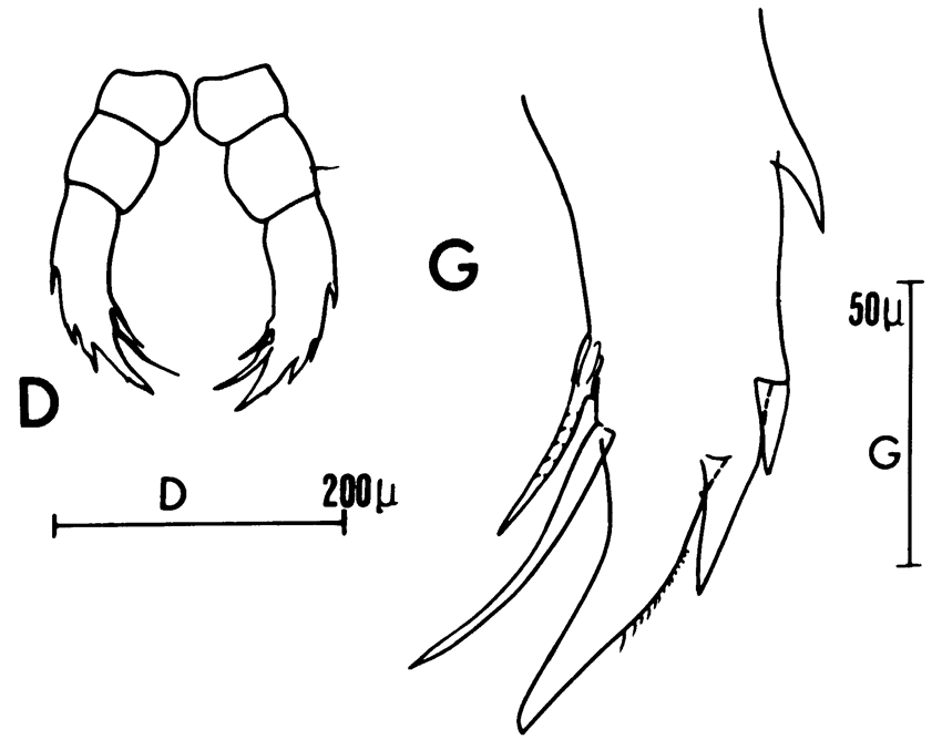 Espce Candacia simplex - Planche 9 de figures morphologiques