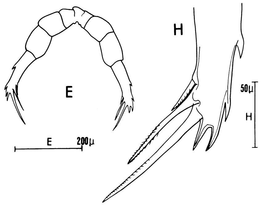 Espce Candacia ethiopica - Planche 15 de figures morphologiques