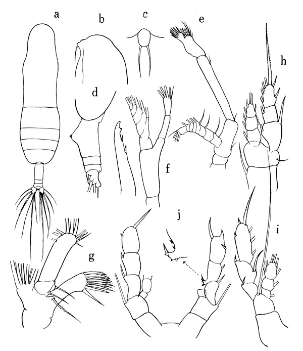 Species Euaugaptilus filigerus - Plate 1 of morphological figures