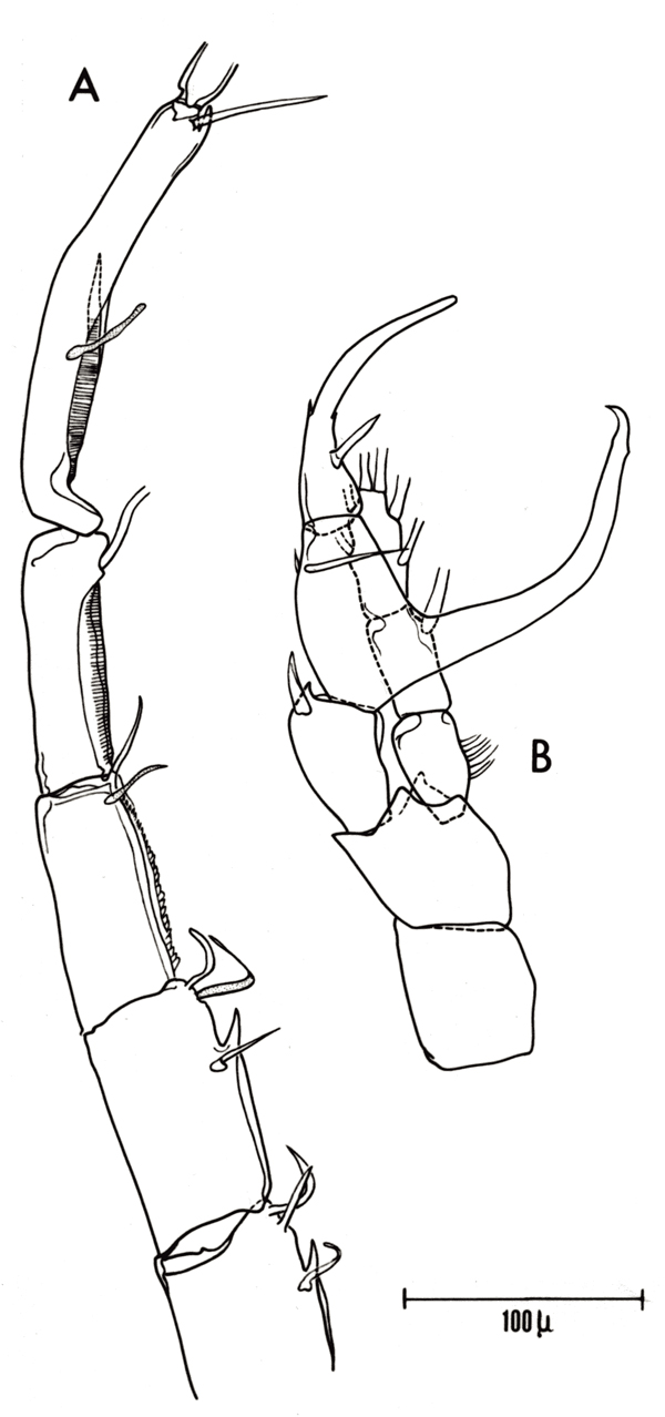 Species Centropages kroyeri - Plate 5 of morphological figures
