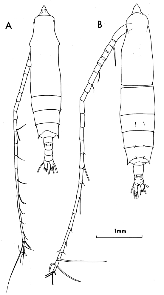 Espèce Rhincalanus nasutus - Planche 19 de figures morphologiques