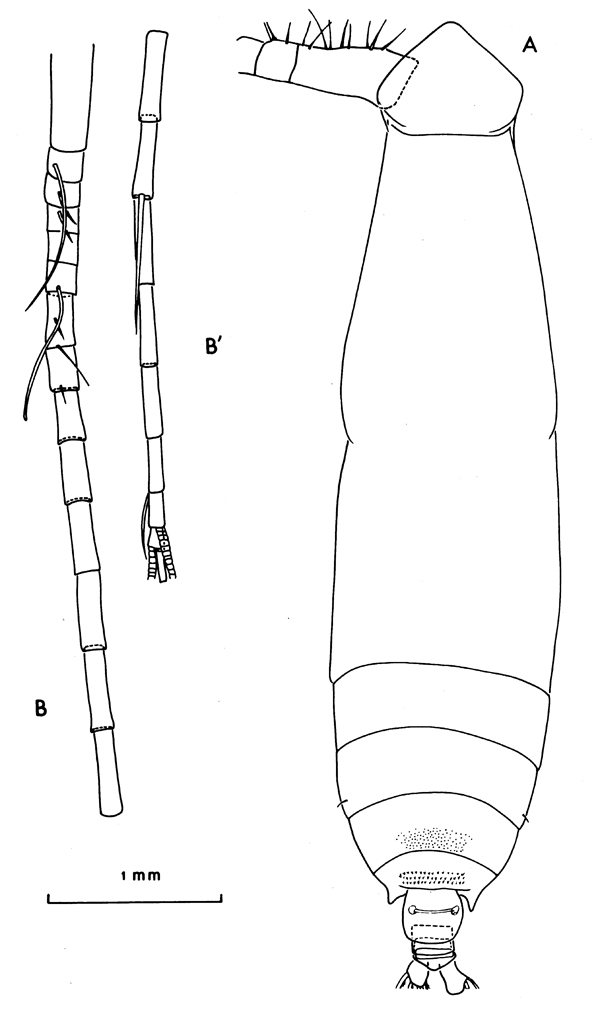 Espèce Eucalanus hyalinus - Planche 21 de figures morphologiques
