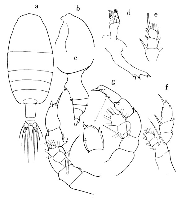 Espce Euaugaptilus magnus - Planche 1 de figures morphologiques