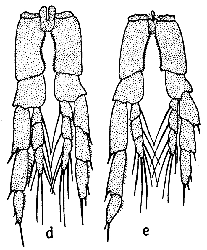 Species Calanus helgolandicus - Plate 11 of morphological figures