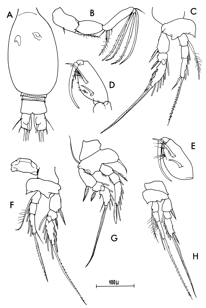 Species Epicalymma exigua - Plate 6 of morphological figures