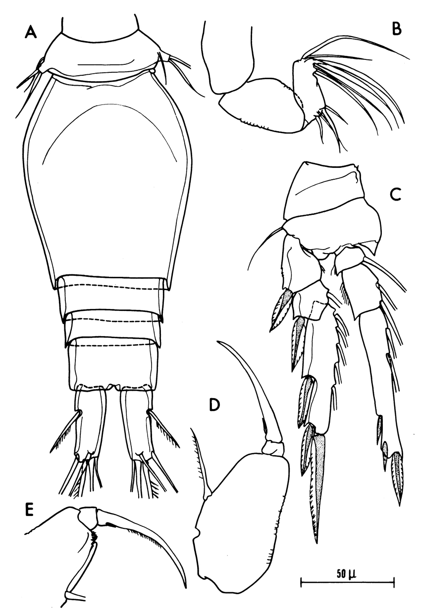 Species Oncaea curta - Plate 3 of morphological figures