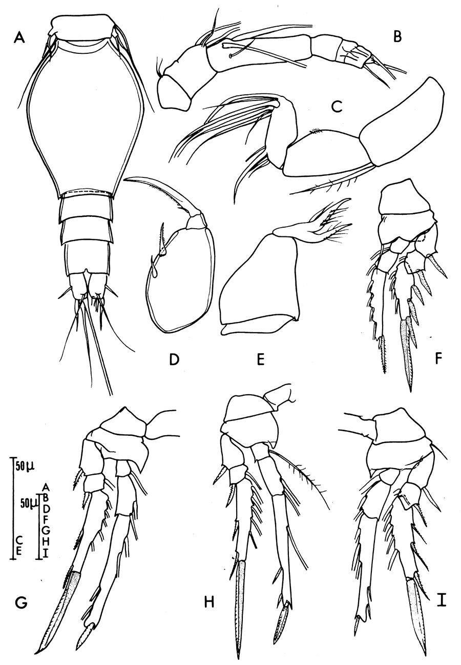 Species Triconia dentipes - Plate 13 of morphological figures