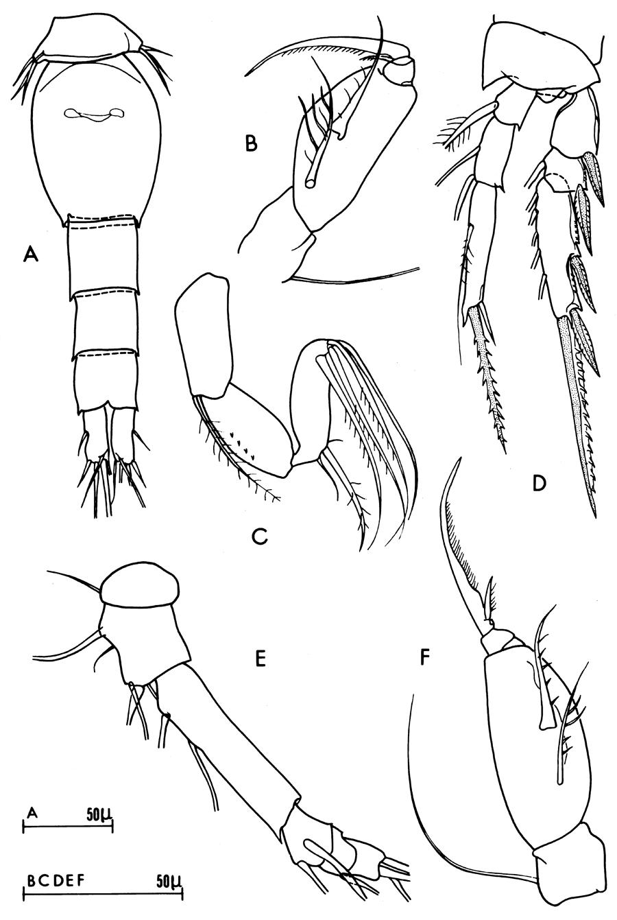 Espèce Monothula subtilis - Planche 14 de figures morphologiques