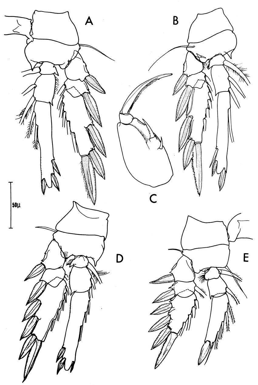 Espèce Triconia conifera - Planche 26 de figures morphologiques