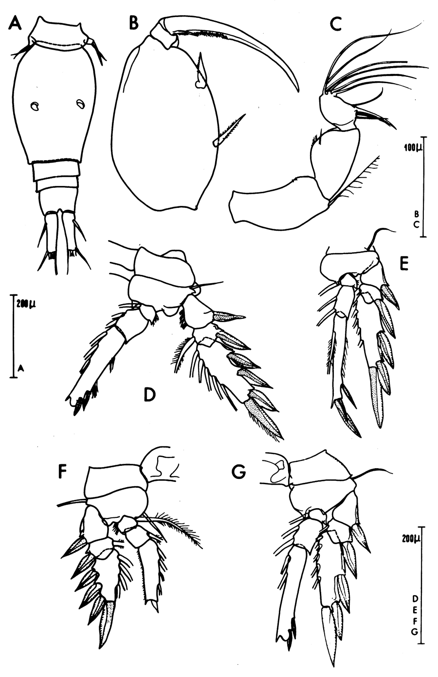 Species Oncaea mediterranea - Plate 21 of morphological figures