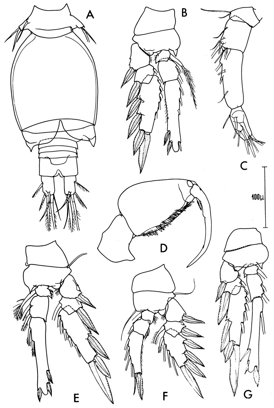 Espce Oncaea mediterranea - Planche 22 de figures morphologiques
