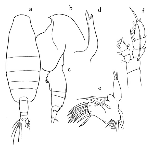 Species Euaugaptilus oblongus - Plate 1 of morphological figures