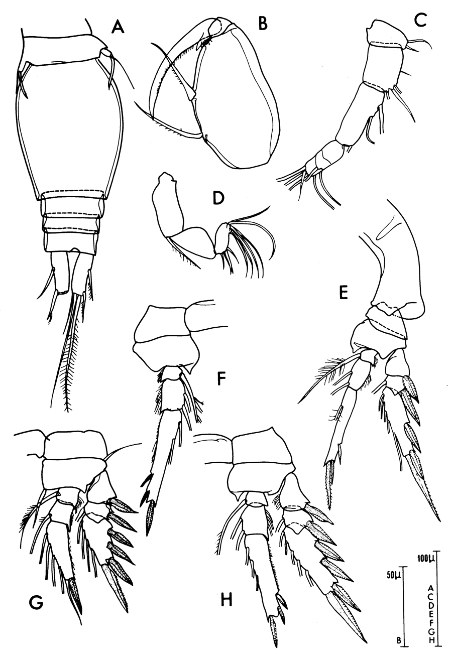 Espce Oncaea venusta - Planche 31 de figures morphologiques