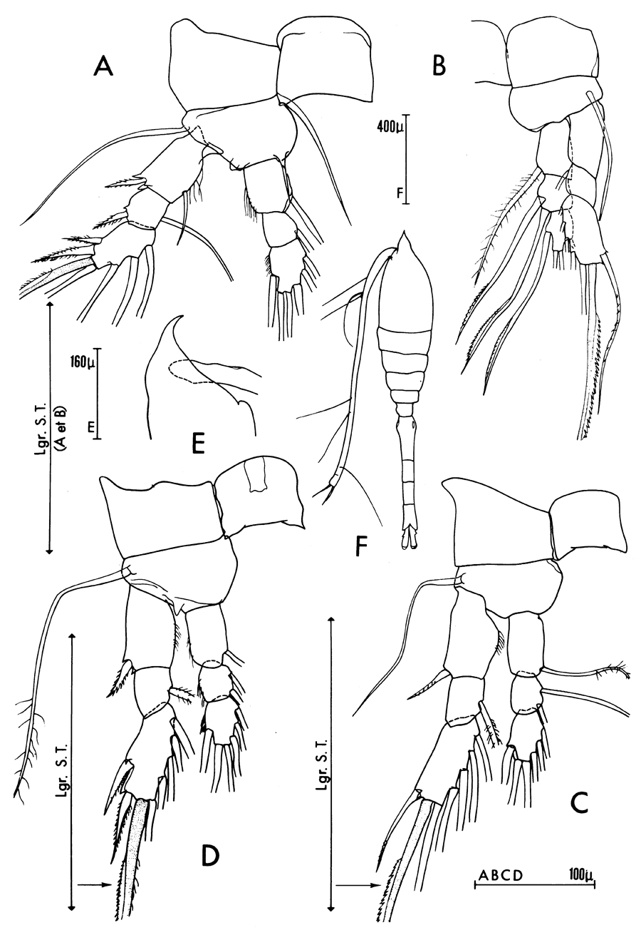 Espce Oithona plumifera - Planche 21 de figures morphologiques